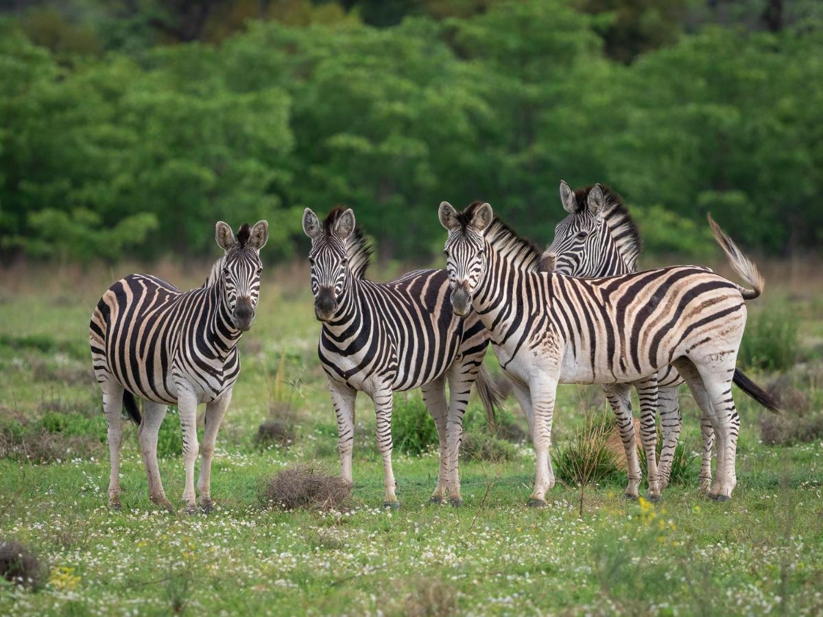 Sofala Lodge Mokopane Eksteriør billede