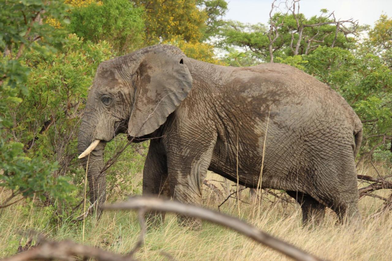 Sofala Lodge Mokopane Eksteriør billede