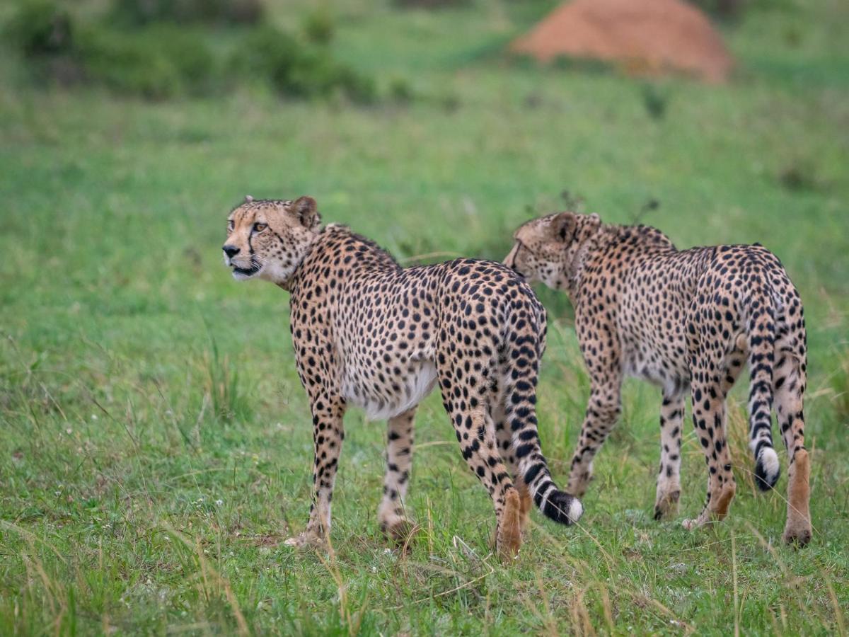 Sofala Lodge Mokopane Eksteriør billede